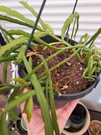 catussen opruiming zie foto s, Tuin en Terras, Planten | Tuinplanten, Ophalen, Overige soorten, Volle zon