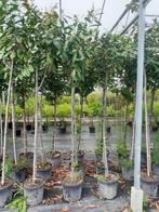 Te koop Laurier op stam, Tuin en Terras, Planten | Bomen, Ophalen, Lente, Halfschaduw, 100 tot 250 cm