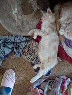 Maine Coon kater mag per direct weg met stamboom, Dieren en Toebehoren, Katten en Kittens | Raskatten | Langhaar, Kater, Met stamboom