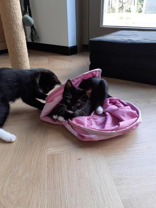 2 zwarte kittens, Dieren en Toebehoren, Katten en Kittens | Overige Katten, Kortharig, Kater, 0 tot 2 jaar