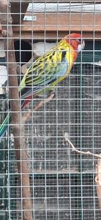 Prachtrosella, Dieren en Toebehoren, Mannelijk, Parkiet, Geringd