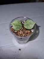 Hoya curtisii silver, Huis en Inrichting, Kamerplanten, Ophalen of Verzenden, Halfschaduw, Minder dan 100 cm