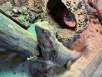 Baardagaam, Dieren en Toebehoren, Reptielen en Amfibieën, Hagedis