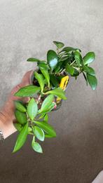 Hoya Heuschkeliana pink, Ophalen of Verzenden, Overige soorten, Minder dan 100 cm