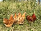 Cochin kriel kippen verschillende kleuren, gesekst en ingeën, Dieren en Toebehoren, Vrouwelijk, Kip