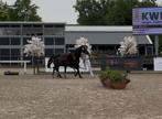 Knap hengstveulen van extreme US, Dieren en Toebehoren, Paarden, Hengst, Dressuurpaard, Met stamboom, 0 tot 2 jaar