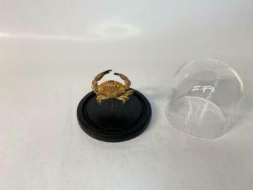 Krab in stolp (opgezette krab) beschikbaar voor biedingen