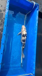 Gin rin bekko koi, Dieren en Toebehoren, Vissen | Vijvervissen, Karper of Koi