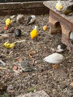 Chinese dwerg kwartels 5 weken oud verschillende kleuren., Dieren en Toebehoren, Vogels | Overige Vogels, Meerdere dieren, Tropenvogel