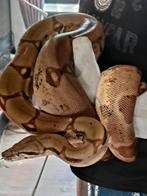 Boa kweek man gezocht, Dieren en Toebehoren, Reptielen en Amfibieën, Slang, 0 tot 2 jaar