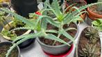 Aleovera met ovale pot€7, Tuin en Terras, Planten | Tuinplanten, Ophalen of Verzenden, Volle zon