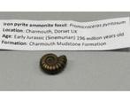 Iron pyrite ammonite fossil - Fossiel 196 miljoen jaar oud, Ophalen of Verzenden, Fossiel