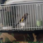 Parva putter man 2025, Dieren en Toebehoren, Vogels | Overige Vogels, Mannelijk, Wildzangvogel, Geringd