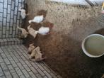 Pekingeenden Amerikaans type, Dieren en Toebehoren, Pluimvee, Meerdere dieren, Eend