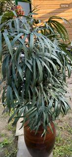 Grote kunstplant + rode lege potten - verkoop, Overige soorten, Vaste plant, Ophalen of Verzenden, Bloeit niet