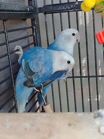 Agapornis roseicollis broertjes half tam beschikbaar voor biedingen