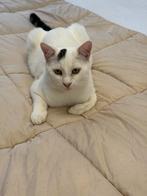 Kat van 8 maanden oud, Dieren en Toebehoren, Kater, Gechipt, 0 tot 2 jaar