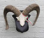 Schedel middelgrote MOEFLON RAM op dubbel eikenhouten schild, Verzamelen, Dierenverzamelingen, Ophalen of Verzenden, Gebruikt