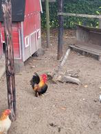 Chabo haan, Dieren en Toebehoren, Pluimvee, Mannelijk, Kip