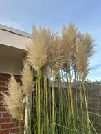 Pampas pluimen, Huis en Inrichting, Woonaccessoires | Droogbloemen, Ophalen, Nieuw