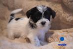 Leuke kleine boomer pups., Nederland, Overige rassen, 8 tot 15 weken, CDV (hondenziekte)