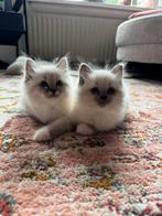 Kittens NevaMasquerade X Ragdoll met stamboomouders, Meerdere dieren