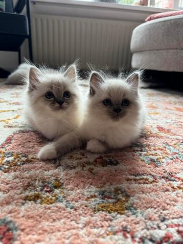 Kittens NevaMasquerade X Ragdoll met stamboomouders beschikbaar voor biedingen
