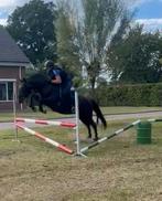 Super brave bomproof e pony, Dieren en Toebehoren, Paarden, Merrie, Recreatiepaard, Ingeënt