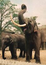 Amsterdam Artis Indische Olifant, Verzamelen, Verzenden, 1980 tot heden, Gelopen, Overige thema's