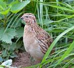 EUROPESE KWARTEL, Dieren en Toebehoren, Vogels | Overige Vogels, Mannelijk