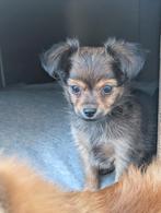 Klein chihuahua reutje, Reu, CDV (hondenziekte), 8 tot 15 weken, Eén hond