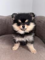 Pomeriaan teefje mag verhuizen, Dieren en Toebehoren, Honden | Chihuahua's en Gezelschapshonden, Overige rassen, 8 tot 15 weken