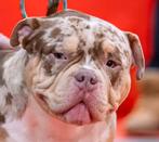 American bully dek reu...., Dieren en Toebehoren, Honden | Dekreuen, België, Particulier, Reu, 1 tot 2 jaar