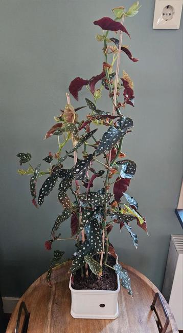 Begonia Maculata - Prachtige kamerplant! 90 cm hoog beschikbaar voor biedingen