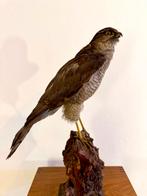 Opgezette sperwer in goeie staat, Ophalen, Gebruikt, Vogel, Opgezet dier