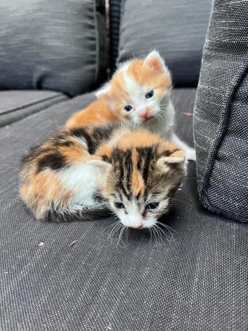 Te koop huis kittens, Dieren en Toebehoren, Katten en Kittens | Overige Katten