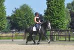 3 jarige brave connemara ruin, Dieren en Toebehoren, Pony's, B, Ruin, 3 tot 6 jaar, Recreatiepony