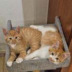 Te koop: 2 lieve rode kittens, Dieren en Toebehoren, Katten en Kittens | Overige Katten, Kater
