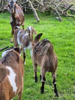 geitjes, Dieren en Toebehoren, Meerdere dieren, Geit, 0 tot 2 jaar