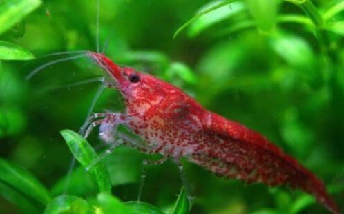 Neocaridina denticulata - Red cherry - Koidream Valburg, Dieren en Toebehoren, Vissen | Aquariumvissen, Zoetwatervis, Kreeft, Krab of Garnaal