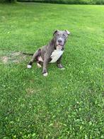 American bully XXL, Particulier, Rabiës (hondsdolheid), 8 tot 15 weken, Buitenland