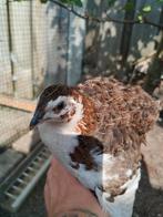 Japanse kwartel haan, Dieren en Toebehoren, Pluimvee, Mannelijk, Overige soorten