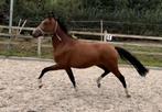 Appart bewegende New forest pony, Dieren en Toebehoren, Pony's, Merrie, Springpony, 3 tot 6 jaar, Onbeleerd