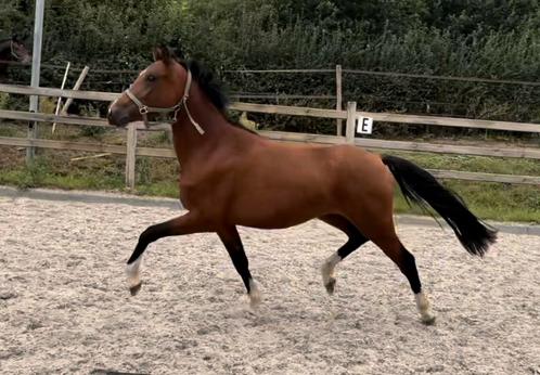 Appart bewegende New forest pony, Dieren en Toebehoren, Pony's, Merrie, Onbeleerd, D pony (1.37m tot 1.48m), Springpony, 3 tot 6 jaar
