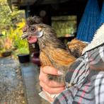 Jong zijdehoen krielhaantje, Dieren en Toebehoren, Pluimvee, Mannelijk, Kip