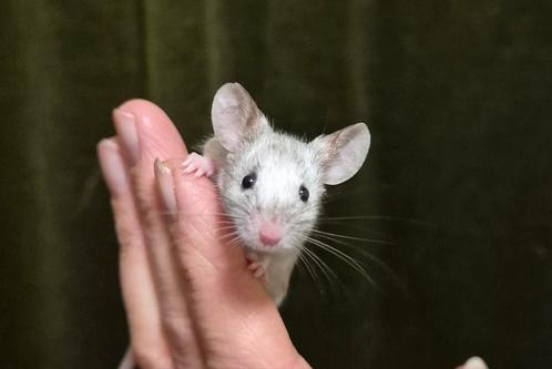 Zeer tamme F4 generatie kleurmuis vrouwtjes, Dieren en Toebehoren, Knaagdieren, Vrouwelijk, Muis, Na 1 juli 2024, Tam
