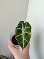 Alocasia Polly variegata, Huis en Inrichting, Kamerplanten, Overige soorten, Minder dan 100 cm, Groene kamerplant, Halfschaduw