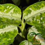 Aglaonema pictum tricolor high contrast, Huis en Inrichting, Kamerplanten, Overige soorten, In pot, Minder dan 100 cm, Groene kamerplant