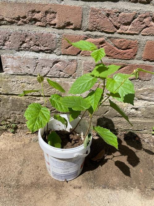Te koop: jonge zaailingen van de hazelaar, Tuin en Terras, Planten | Bomen, Overige soorten, Minder dan 100 cm, Halfschaduw, Ophalen
