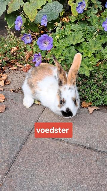 Tamme jonge konijnen, zwartbont, driekleur, zwart, japanner  beschikbaar voor biedingen